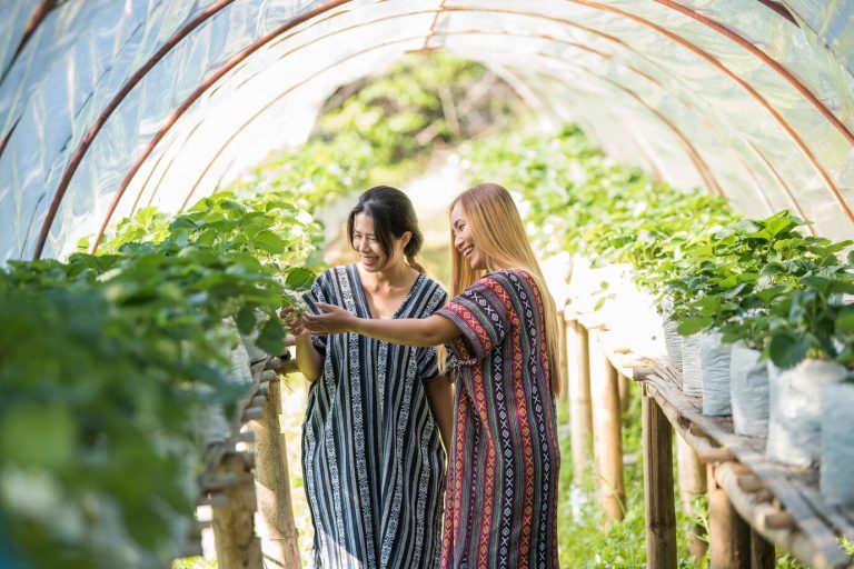 Pirmasis šiltnamis: ką būtina žinoti, kad vėliau nesigailėtum